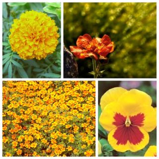 Amber Corner - seeds of 4 flowering plants' species