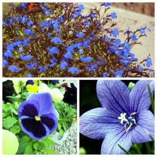 Blue Lagoon - frø af 3 blomstrende planter 'sorter - 