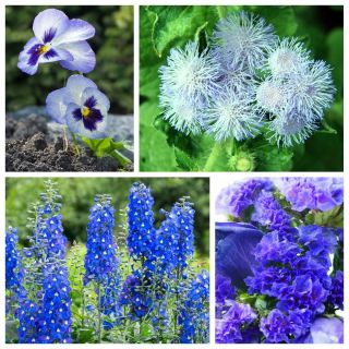 Marina Azul - sementes de 4 espécies de plantas com flores - 