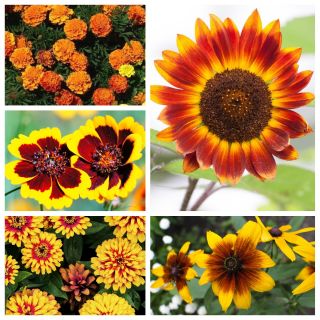 California Sunset - seeds of 5 flowering plants' varieties