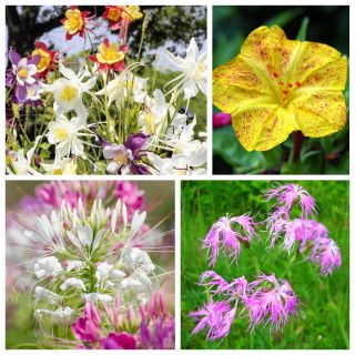 Casablanca - semințe de 4 specii de plante cu flori - 