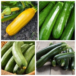 Zucchine - le migliori varietà per letcho - set di 4 varietà -  - semi