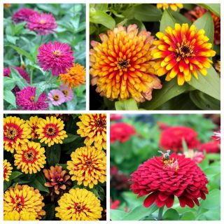 Zinnia - biji 4 varietas tanaman bunga karismatik - 