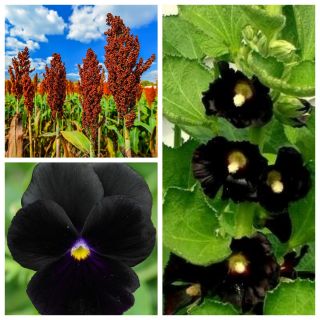 Melnā Mamba - 3 ziedu sugu sēklas - 