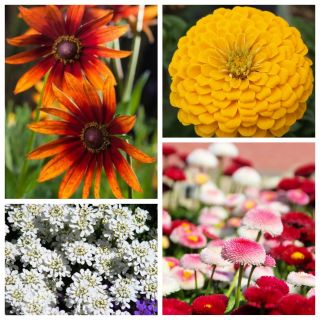 Four Seasons - semi di 4 varietà di piante da fiore - 