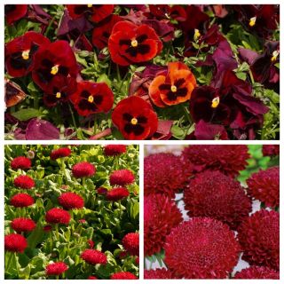 Dark Cherry - seeds of 3 flowering plants' varieties