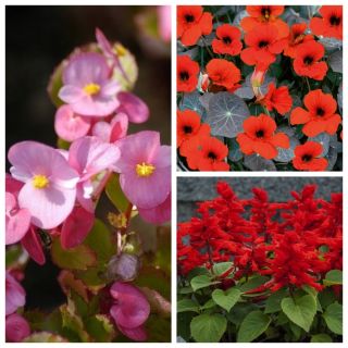 Fantastic Garden - semințe de 3 specii de plante cu flori - 
