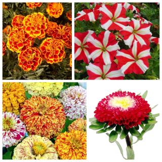 Ватромет - семе 4 врсте цветних биљака - 