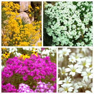 Гірська галявина - насіння 4-х видів квіткових рослин - 