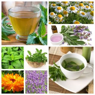 Herba & Alam - kunci semulajadi untuk kesihatan - benih 8 spesies tumbuhan herba - 