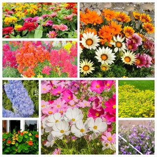 Plantas anuais de floração - conjunto XXL - sementes de 8 espécies de plantas com flores - 