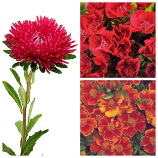 Crimson Poetry - seeds of 3 varieties