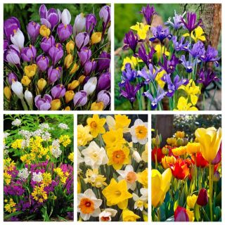 Kleurrijke tuin - Selectie van 5 soorten - kleurenmix - 110 st - 