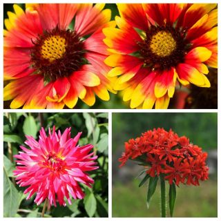 Flowery Harmony - seeds of 3 varieties