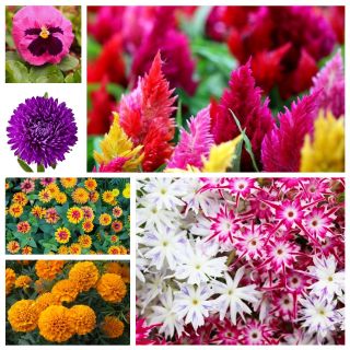 Färgvalin - frön av 6 blommande växter "arter - 