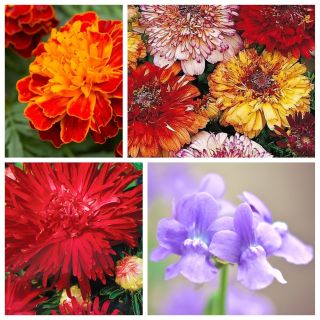 Macbeth - seeds of 4 flowering plants' varieties