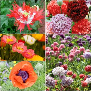 Poppy Field - zaden van 5 soorten bloeiende planten - 