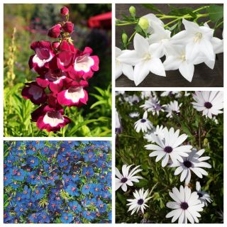 El sueño del botánico: semillas de 4 especies de plantas con flores. - 