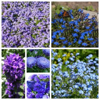 Neptun - sementes de 6 variedades de plantas com flores - 