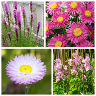 Pink Sensation - semena 4 druhů kvetoucích rostlin - 