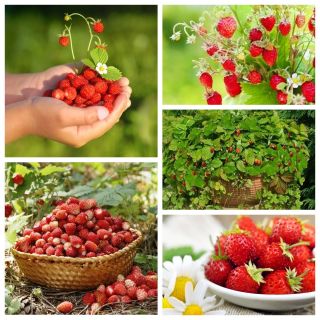 Vild jordgubbe - 5 mest utsökta sorter -  - frön