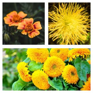 Shining Dawn - semi di 3 specie di piante da fiore - 