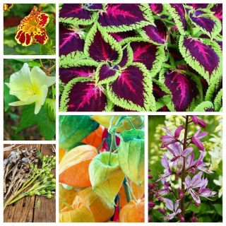 Rajská zahrada - semena 6 druhů kvetoucích rostlin - 