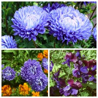 Azul Royal - sementes de 3 espécies de plantas com flores - 