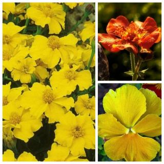 Сунни Променаде - семе 3 врсте цветних биљака - 