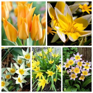 Botanische tulp - Een set van variëteiten met bleke bloemen - 50 stuks - 