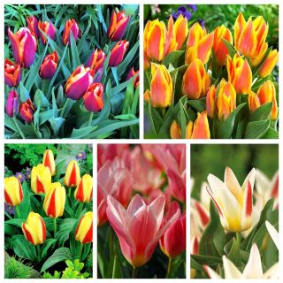 Tulipe naine - Sélection de variétés exceptionnelles - 50 pcs - 