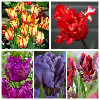 Parrot tulipan - Et utvalg i nyanser av rød og lilla - 50 stk - 