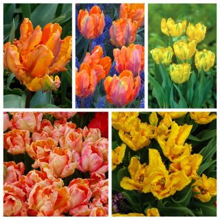 Parrot tulip - Pilihan warna kuning dan oranye - 50 pcs - 