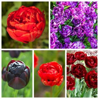 Dobbelblomstret tulipan - Sort utvalg i nyanser av rød og lilla - 50 stk - 