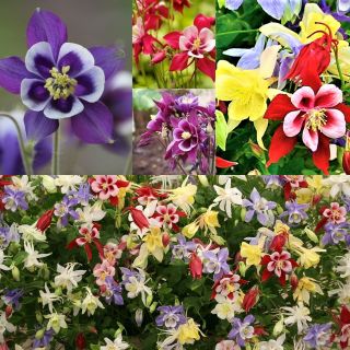 Granny's bonnet (columbine) - colourful variety mix - seeds of 3 varieties