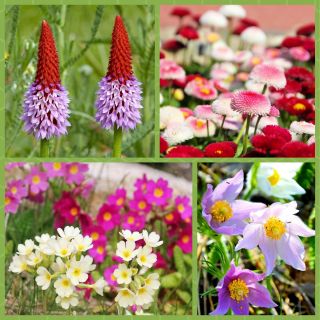 Spring Breeze - seeds of 4 flowering plants' varieties