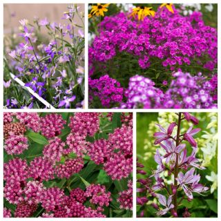 गर्मियों की खुशबू - 4 फूल वाले पौधों की प्रजातियों के बीज - 