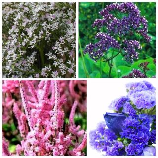 Sea-lavender (statice) - benih 4 jenis - 