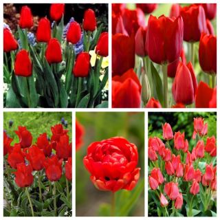 Sélection de variétés de tulipes dans les tons de rouge - 200 pcs - 