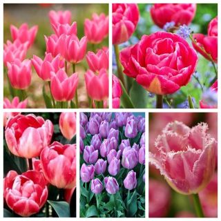Selezione di varietà di tulipani nei toni del rosa - 200 pezzi - 