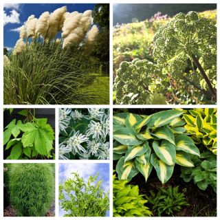 Green Retreat - frø af 7 blomstrende planter 'arter - 