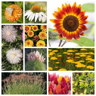 Golden Autumn - seeds of 10 flowering plants' species