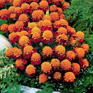 French marigold "Laura" - double-flowered, orange-mahogany variety