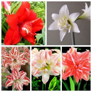 Hippeastrum - Amaryllis à deux fleurs - Sélection de cinq variétés - 