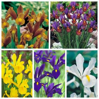 Hollandske iris - udvalg af de mest spændende sorter - 100 stk - 