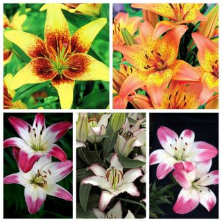 Bicolour lily - Set I - 15 pcs - 