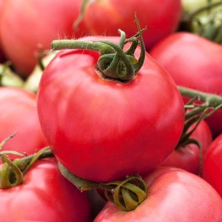Малинов домат "Родео" - Lycopersicon esculentum Mill  - семена