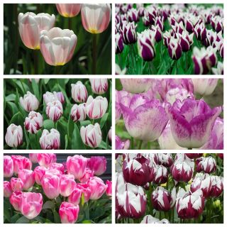 Triumph tulip - Výběr dvoubarevných odrůd - Set I - 60 ks - 