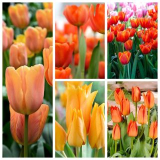 Sélection de tulipes orange - 200 pcs - 