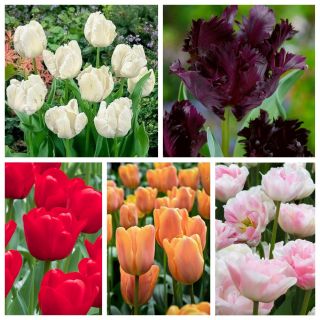 Urval av de senaste blommande tulpanerna - 5 sorter - 50 st - 